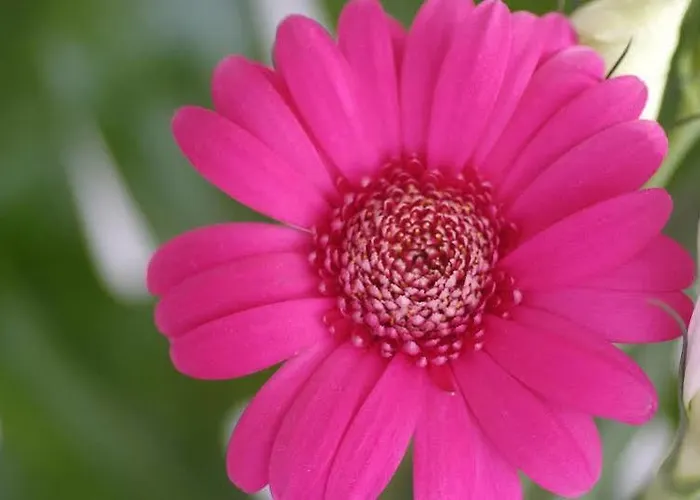 Hoposa Pollensamar * Порт-де-Польєнса