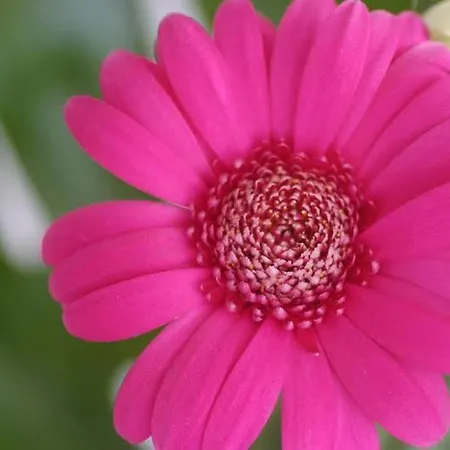 Hoposa Pollensamar * Port de Pollença